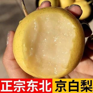 正宗京白梨新鲜水果东北特产香甜梨子现摘软棉多汁非门头沟京白梨
