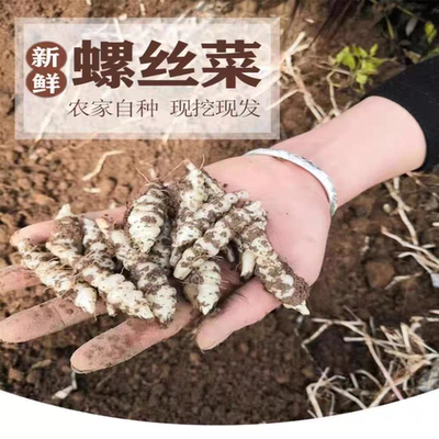 现挖螺丝菜新鲜蔬菜5斤宝塔菜地环甘露子草石蚕地牯牛葫芦酱泡10