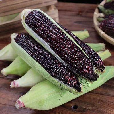 广西黑糯玉米新鲜现摘农家自种