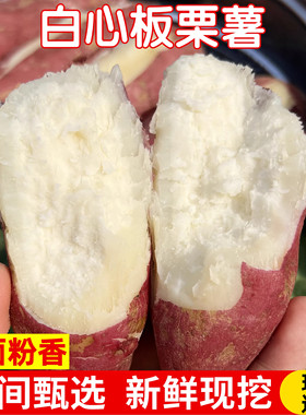 新鲜正宗沙地板栗红薯白心红薯红皮地瓜现挖白瓤板栗白薯白肉番薯