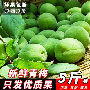 诏安青梅鲜果泡酒专用酸脆梅子大果青梅酵素当季新鲜水果5斤现货