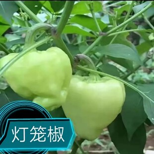 【现摘现发】广西贺州新鲜灯笼椒农家菜椒辣椒酿白玉辣椒1斤包邮