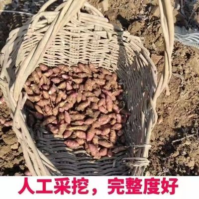 东北新鲜洋姜野生姜不辣胰岛果地环菊芋腌制凉拌酱菜食用紫皮红皮