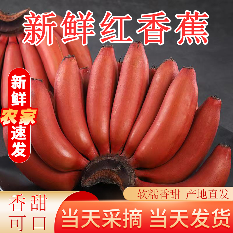 红美人香蕉当季水果现摘小香焦新鲜红皮芭蕉米蕉新鲜包邮