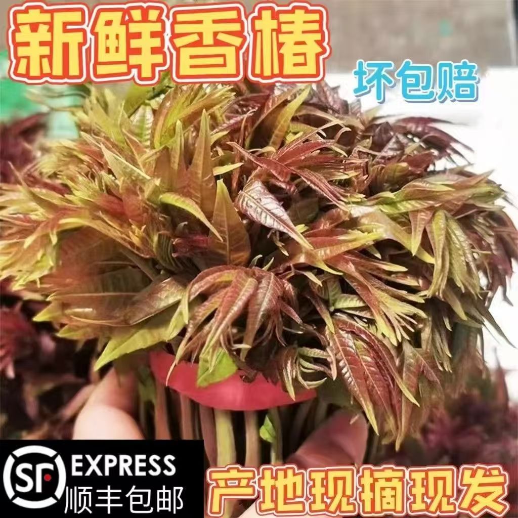 2025年头茬新鲜香椿芽3斤现摘嫩芽野生露天红油香椿头应当季蔬菜