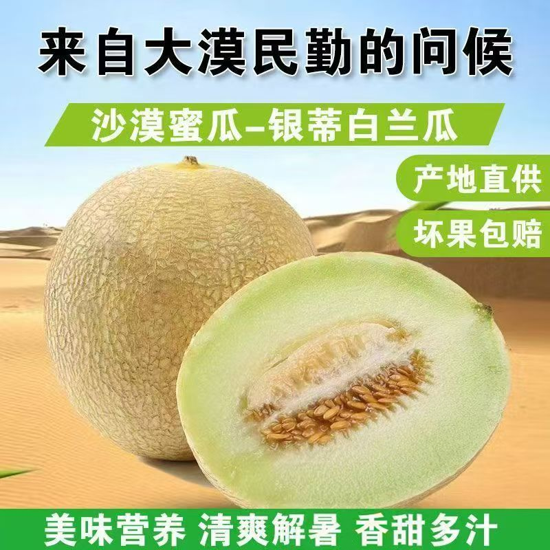 民勤沙漠银蒂白兰瓜10斤当季新鲜树上熟甘肃蜜甜瓜网纹瓜整箱包邮
