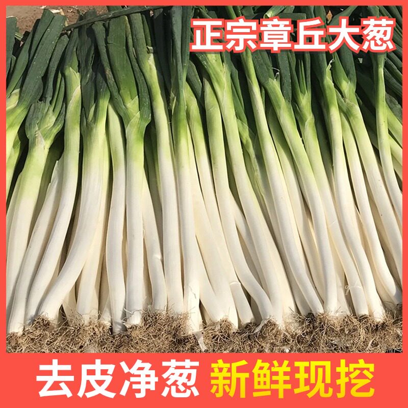 山东章丘大葱新鲜特级10斤正宗甜脆铁杆大葱特产蔬菜5斤香红葱头
