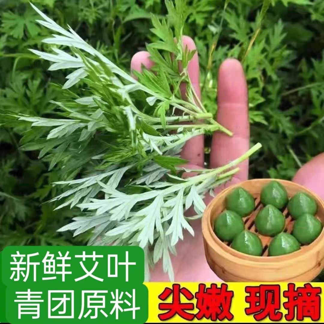 新鲜艾叶食用清明草鼠曲草佛耳草糍粑青团原材料现摘艾蒿草野菜嫩 水产肉类/新鲜蔬果/熟食 其它 原图主图