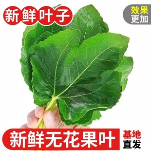 新鲜无花果叶子药用zhi疮熏洗现摘现发树叶500g保鲜产后坐浴 包邮