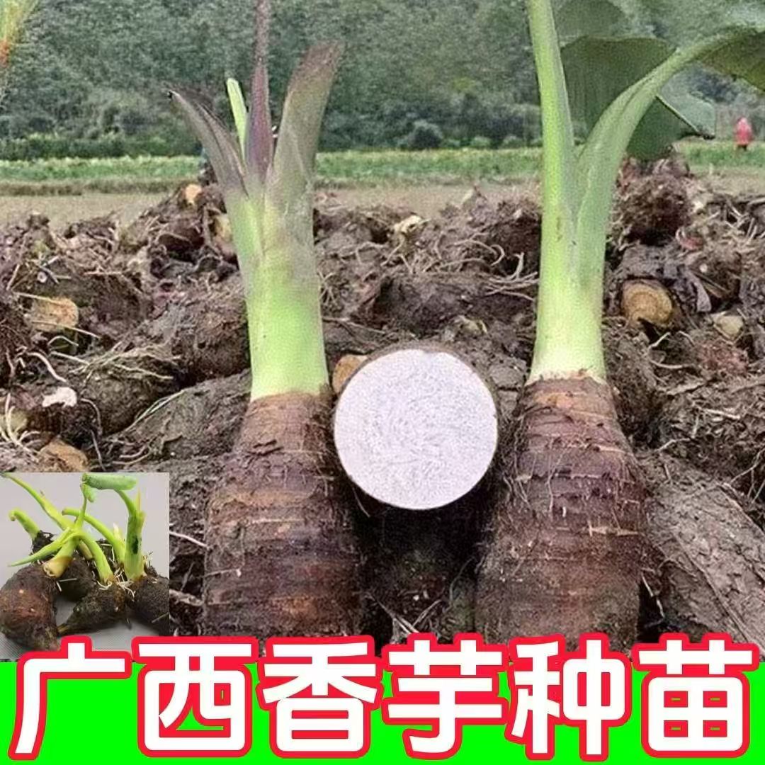 正宗广西荔浦芋头种子种植苗槟榔芋紫藤芋香芋毛芋蔬菜种子育苗图片