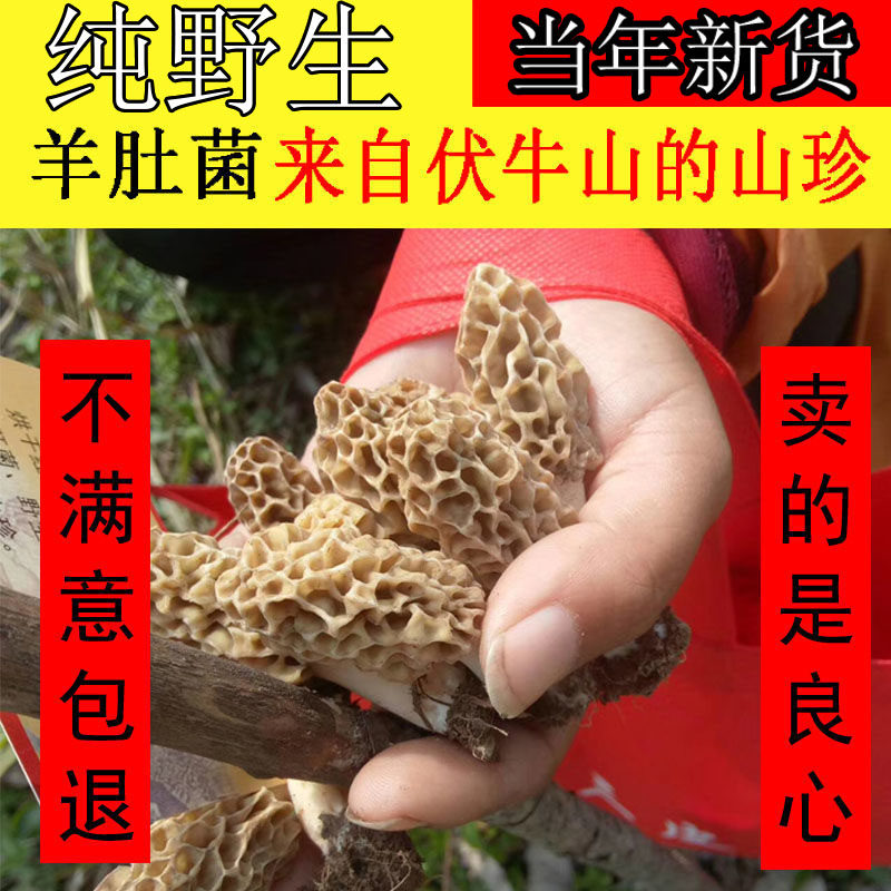 伏牛山特产新鲜野生羊肚菌羊肚菇干羊肚菌50g干菌菇野生菌羊肚菌
