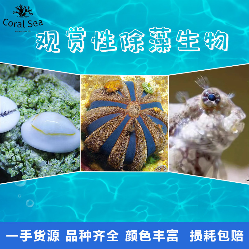 海缸除藻生物 牛眼螺 角蝾螺 紫底星螺 金环宝螺 塔螺鲍鱼 西瓜刨