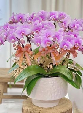 简约花盆大蕙兰蝴蝶兰大口径低款花器植物盆栽盆景网红花器