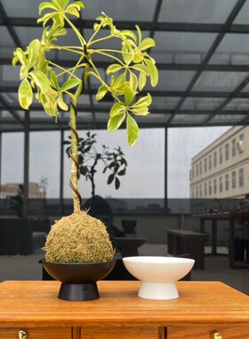 无孔苔藓球蕨类植物水仙容器禅意黑色陶瓷托盘专用花盆水培器皿