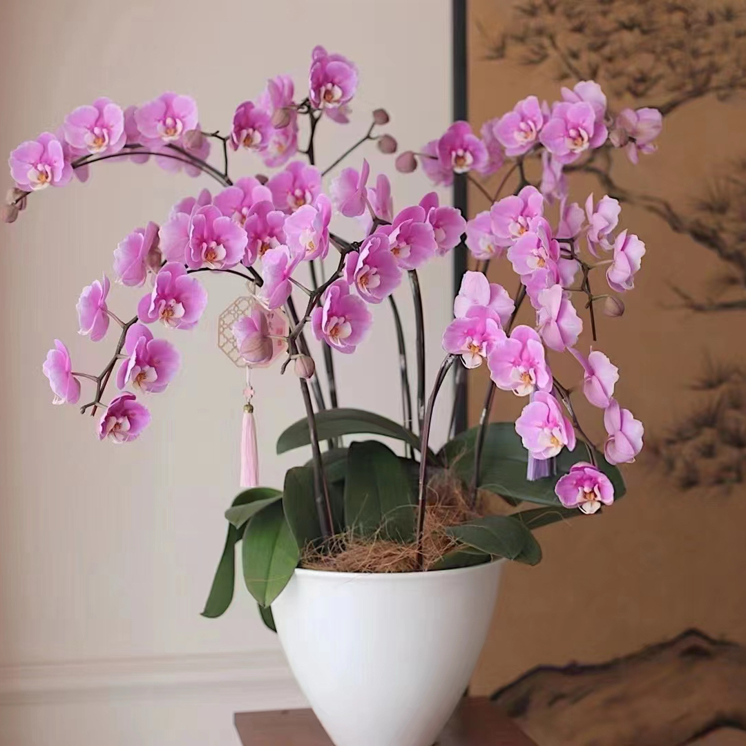 陶瓷新中式蝴蝶兰花盆