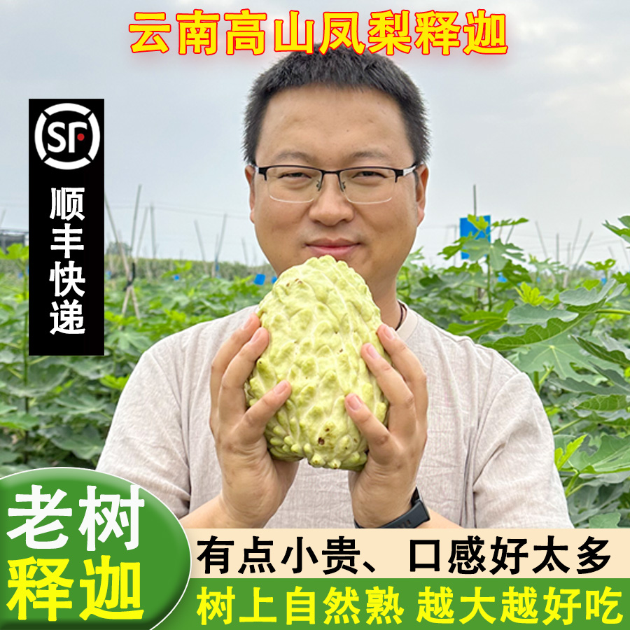 云南冬季牛奶凤梨释迦果