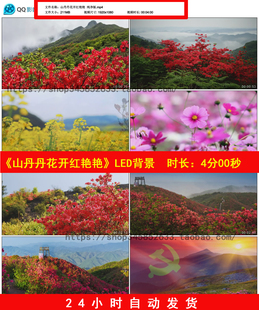 山丹丹花开红艳艳伴奏版红歌民歌年会晚会LED舞台背景视频B785