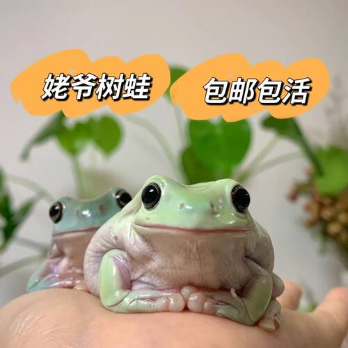 树蛙活体宠物蛙抖音快手网红蛙