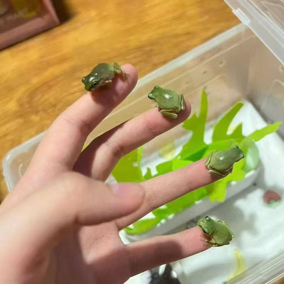 澳洲姥爷树蛙新手易养活体