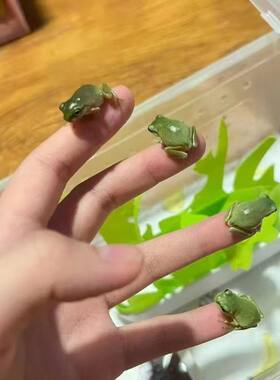 澳洲姥爷树蛙新手易养活体