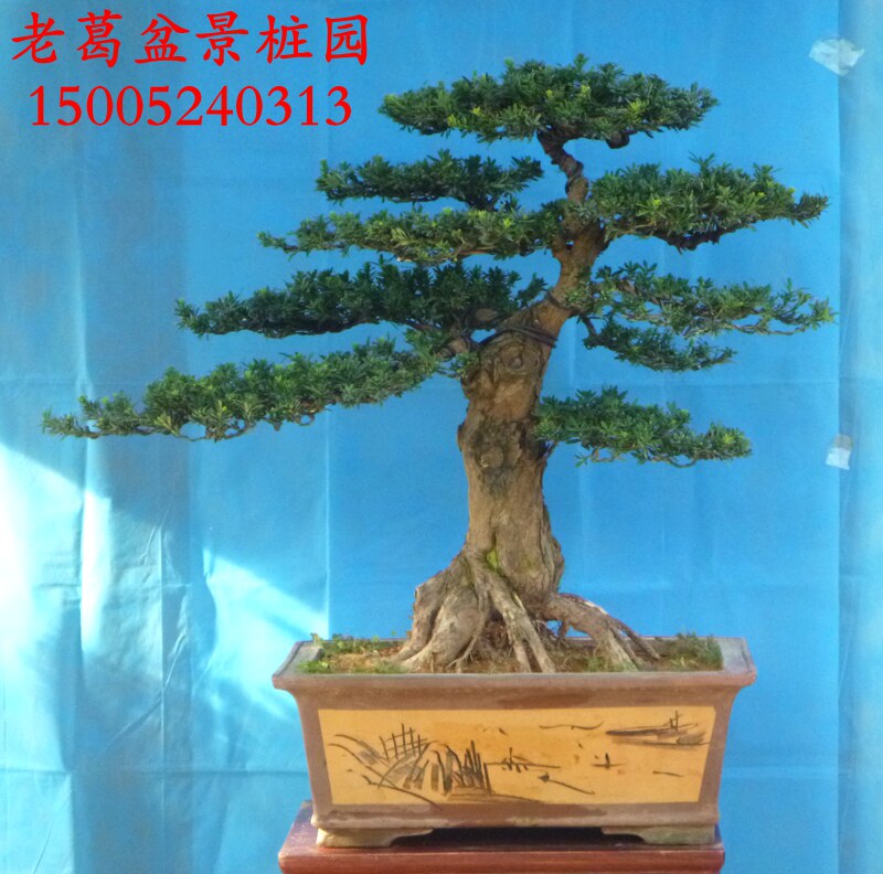米叶罗汉松盆景造型 实物 树型好根部好 罗汉松盆景树桩