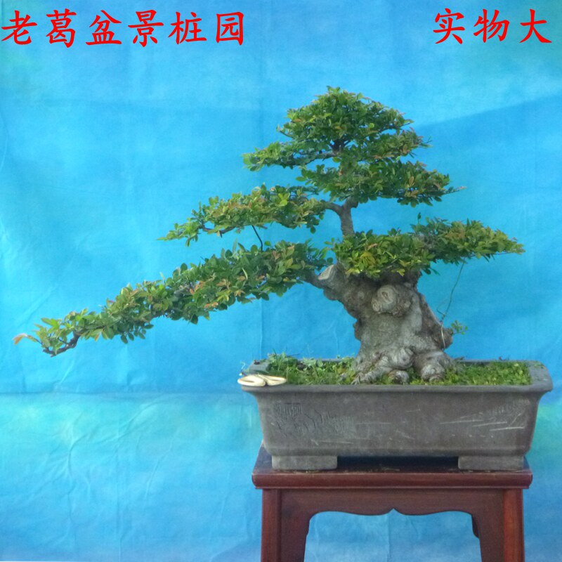 榆树盆景树桩 实物 潜力好树形好 小叶榆树树抱石盆景熟桩