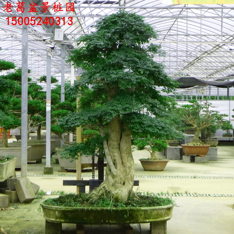 大型对节白蜡盆景 树桩 实物 园林绿化大树 大对接白蜡古桩庭院