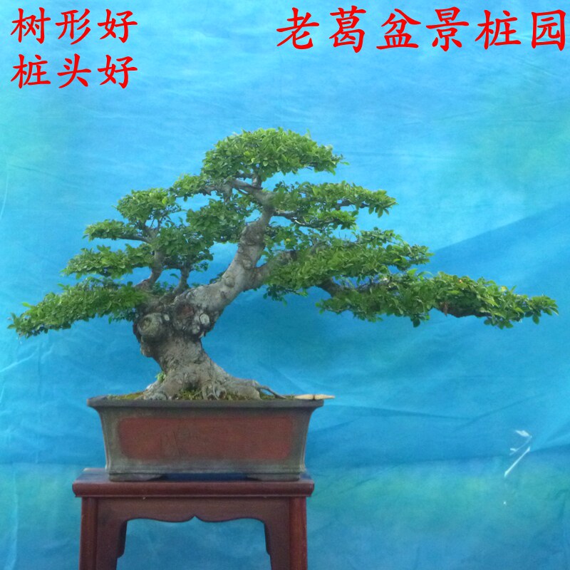小叶榆树盆景树桩盆景 树形好实物大 榔榆老桩