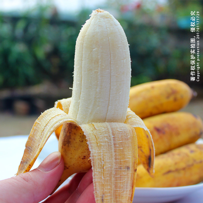 高山真正野生罕有粉蕉奶蕉小米蕉生鲜母婴自然熟水果无添加 包邮