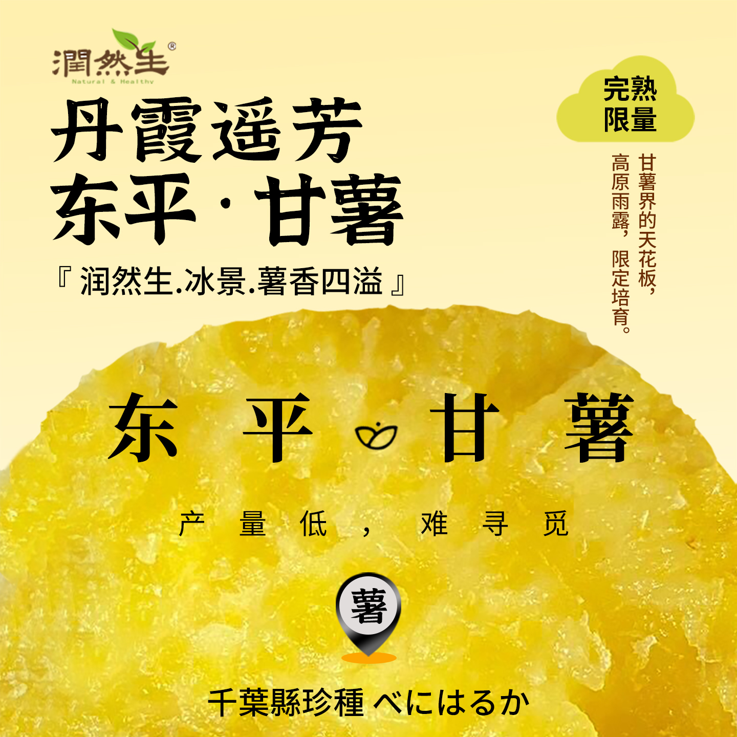 润然生 山东千叶红遥香 珍种限定