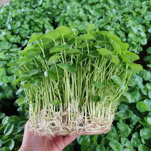 绿植吸甲醛小盆栽 带叶铜钱草水培植物招财金钱草室内阳台户外四季