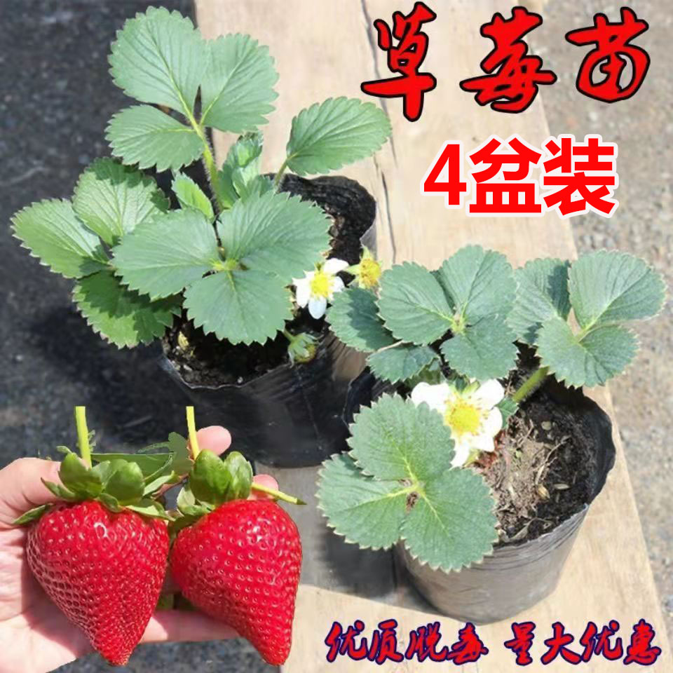 四季结果草莓苗盆栽带盆带土