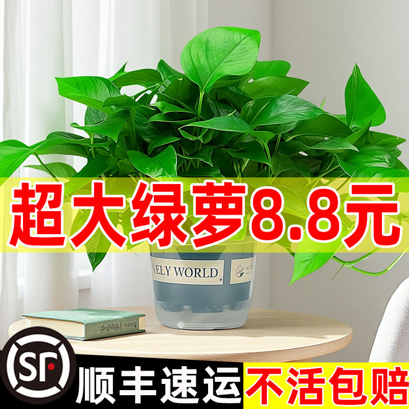 除甲醛绿萝盆栽植物室内净化空气花卉绿罗新房家用吸异味绿箩绿植