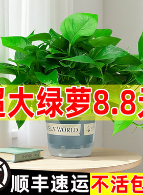 专利款自动吸水绿萝室内净化空气