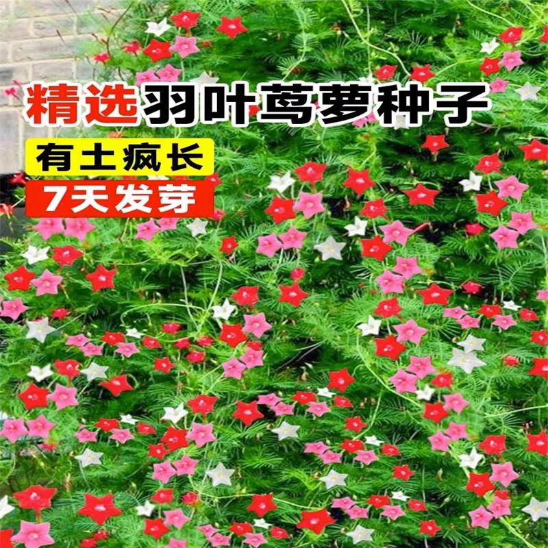 羽叶茑萝花种子庭院爬藤植物五角星花爬墙花盆栽阳台四季花卉种子