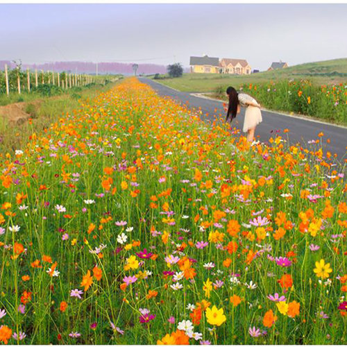 矮杆硫华菊花籽黄秋英耐热耐旱景区花海适合春天波斯菊格桑花种子