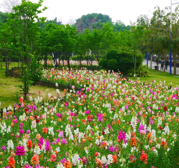 耐阴耐寒花卉春夏秋播种乡村庭院小区公园花坛盆栽金鱼草花种