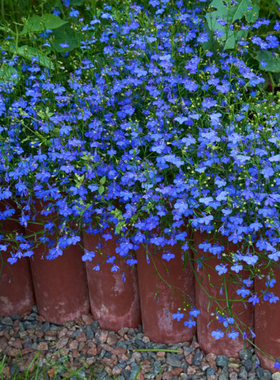 翠蝶花种籽六倍利花种子大全蓝色花卉长不高草坪花半边莲阳台花坛