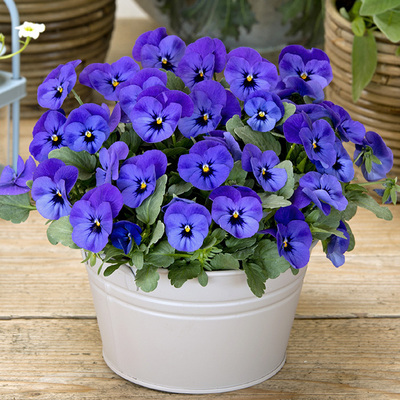 小角堇三色堇种子大花混色人面花籽猫脸花庭院阳台花园四季可盆栽