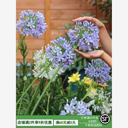 百子莲根茎多年生盆栽天鹅绒种球四季种植庭院阳台植物花卉地栽