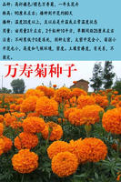 Marigold seeds are heat-resistant, mosquito-repellent and snake-repellent flowers, suitable for planting in rural courtyards in spring, with a long flowering period thumbnail 4