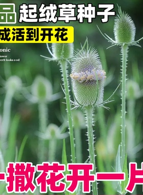 起绒草种子观赏景观拉毛果刺芹儿川续断然草籽干切花阳台庭院盆栽