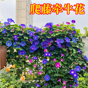 牵牛花种孑喇叭花室外爬墙爬藤花卉盆栽易活花种籽子五角星花期长