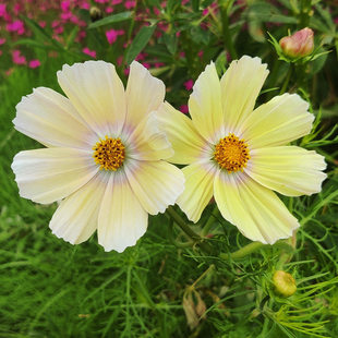 波斯菊种子秋英花籽柠檬黄色七彩格桑花种新手易播种室外庭院花海