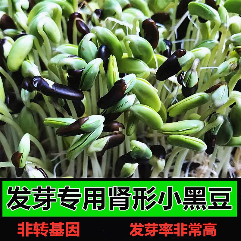 生豆芽专用小黑豆肾形传统黄芯黑家庭园艺种子