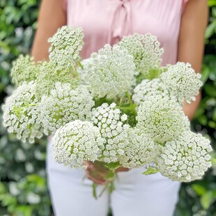 白色花卉大阿米芹种子蕾丝花种黑种草文艺范民宿小清新网红新女神
