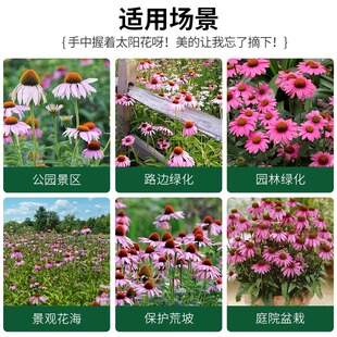 松果菊种子宿根多年生紫锥菊花盆栽苗四季适合种院子里的花卉花籽