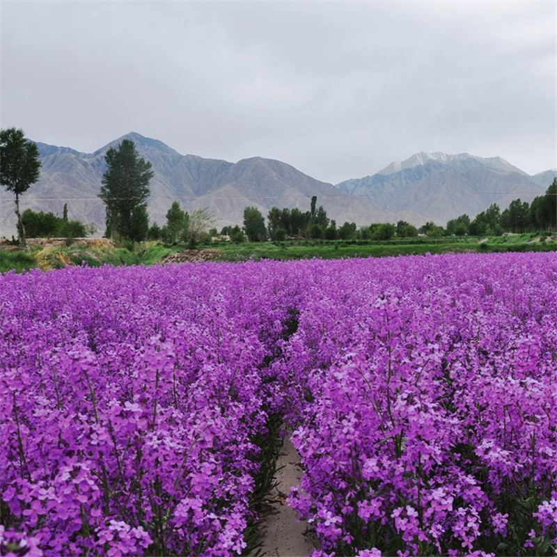 红紫色蓝香芥种子观赏七彩色油菜花籽庭院室外公园花海多年生宿根