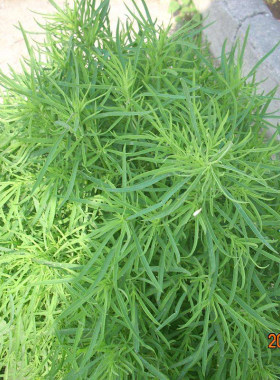 野菜种籽扫帚菜扫帚苗清热扫把
