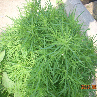 野菜种籽观赏食用扫帚菜籽苗宽叶绿地肤种子地麦室外庭院扫把植物